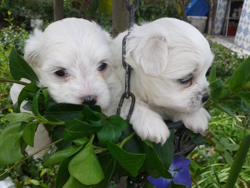 coton de tulear macho blanco. vendo o cambio por una hembrita