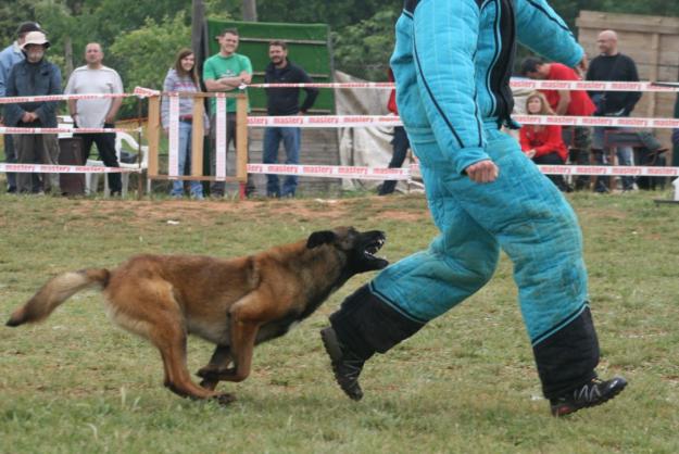 Pastor belga malinois