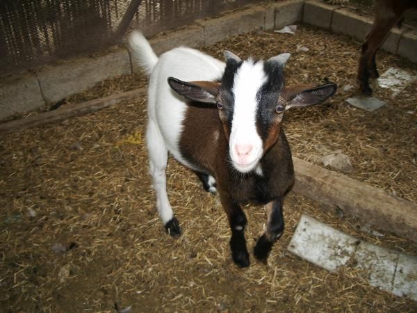 precioso macho cabra enana del tibet