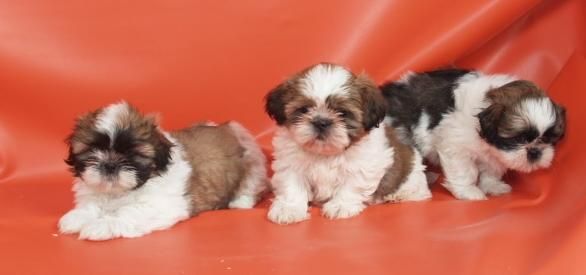 Preciosos cachorritos de Shih Tzu.  Valencia