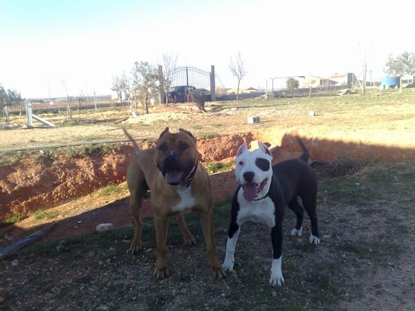 proxima camada pit bull