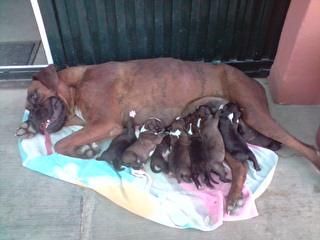 se vende camada de boxer