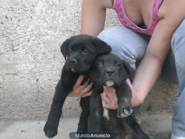 TERRANOVAS, preciosos cachorros de pura raza