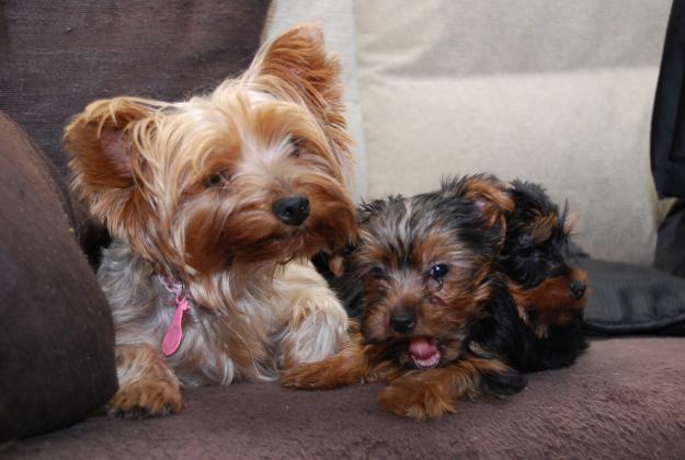 VENDO PRECIOSOS CACHORROS YORKSHIRE