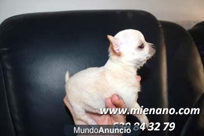 VENTA _CHIHUAHUAS _ENANOS DE PATITA CORTA Y CABEZA DE MANZANA