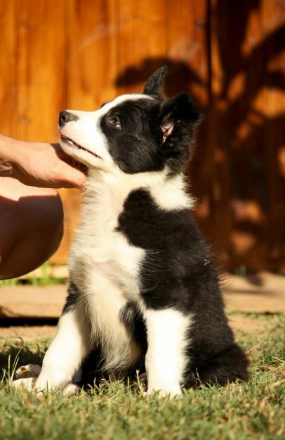 ◄▬   BORDER COLLIE, IMPRESIONANTES CACHORROS   ▬►