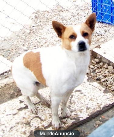 ADAN perrito jack russel abandonado necesita familia