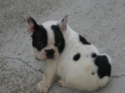 Bulldog FRances - mejor precio | unprecio.es