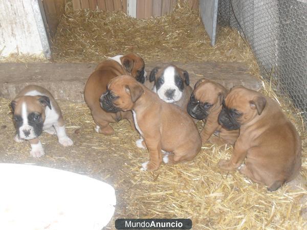 cachorros boxer