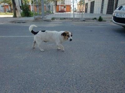 chiky,un cielo resguardado en una obra,ayuda o adopcion