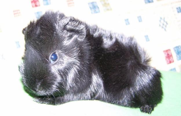 Cobaya sheltie, macho en color negro