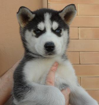 Excelentes cachorritos de husky siberiano