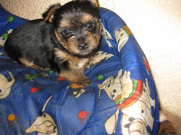 se vende 3 precisos yorkshire terrier desde 375