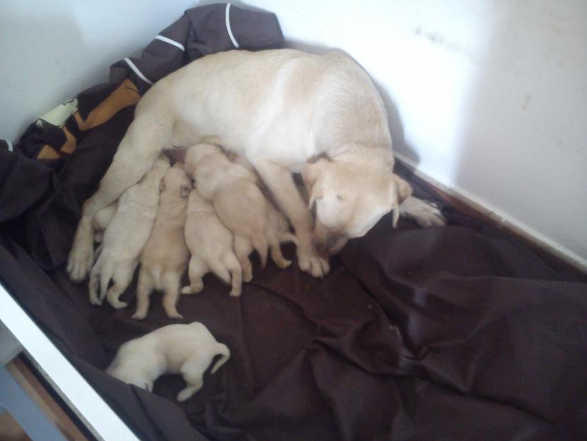 vendo camada de labradores con 2 meses