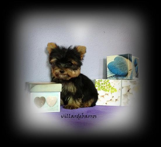 yorkshire terrier