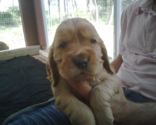 ÚLTIMOS CACHORROS COCKER SPANIEL CANELA ECONOMICOS