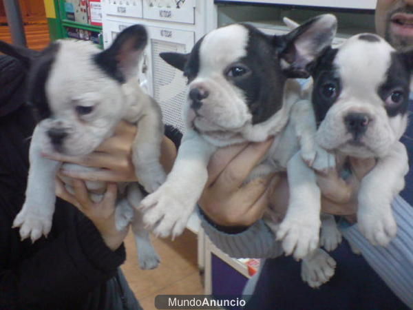 CACHORROS DE BULLDOG FRANCES 590 EUROS