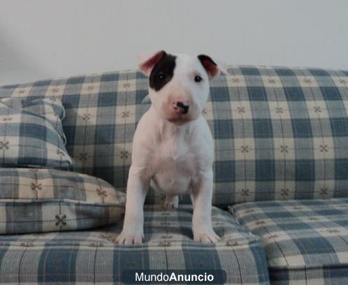 Cachorros de Mini Bull Terrier -