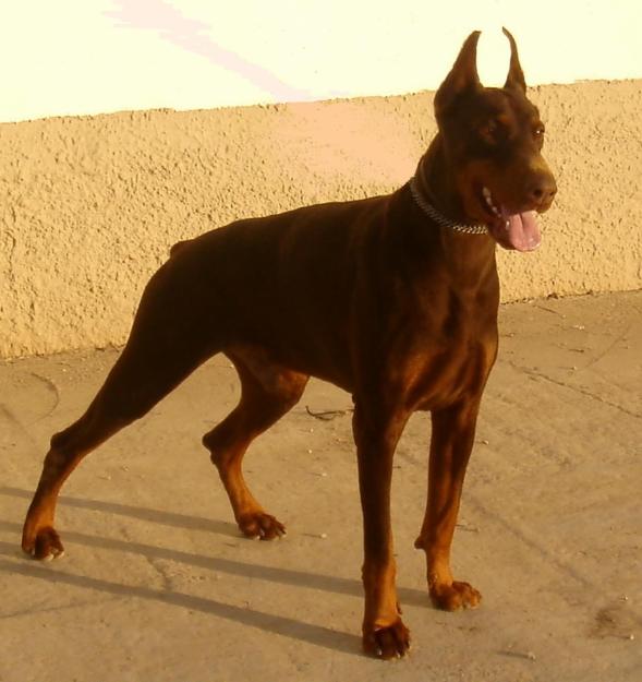 Cachorros Dobermann