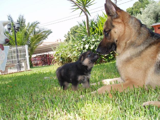 CACHORROS PASTOR ALEMAN