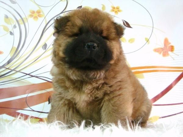 Camada CHOW CHOW leonados de excelente caracter