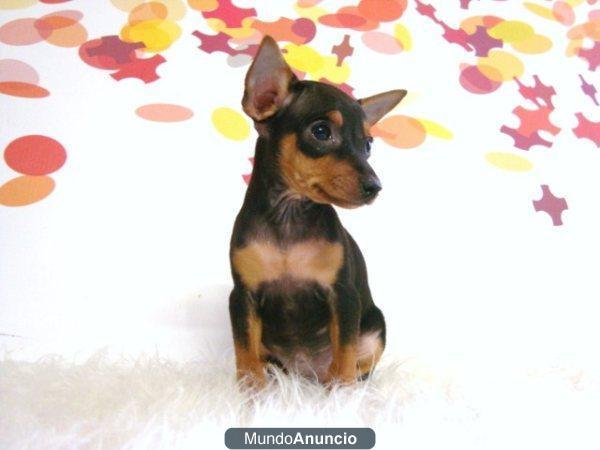 camadita de pinscher mini , de calidad