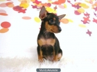 camadita de pinscher mini , de calidad - mejor precio | unprecio.es