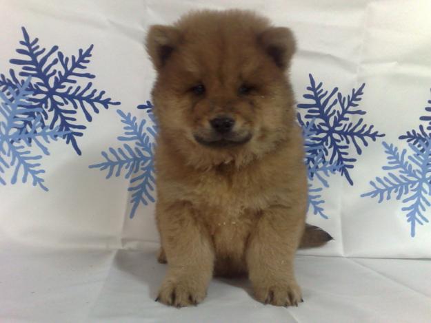 CHOW CHOW CAMADA DE DOS MESES EXCELENTE CALIDAD