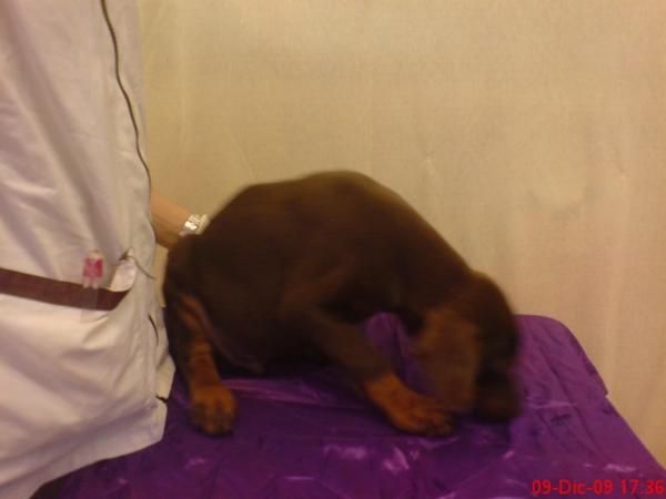 DOBERMAN CACHORRO ALEGRE Y DIVERTIDO LISTA PARA LA VENTA