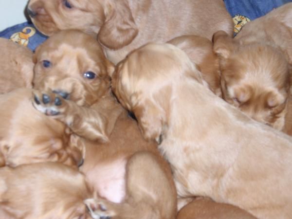 guapisimos cachorros puros con pedigri por 250 euros