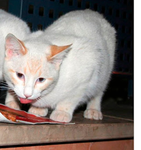 Nachete, no dejemos que este gato muera en la calle, acógelo