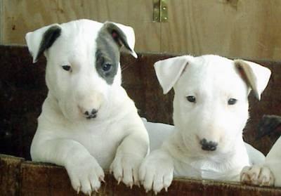 preciosa camada de bullterrier