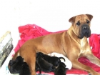 se venden shar peis preciosos - mejor precio | unprecio.es