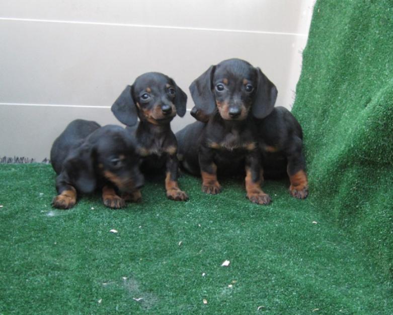 Teckels cachorros de pelo corto autenticas salchichas