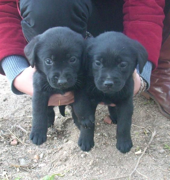 útimos labradores con pedigree de la camada.