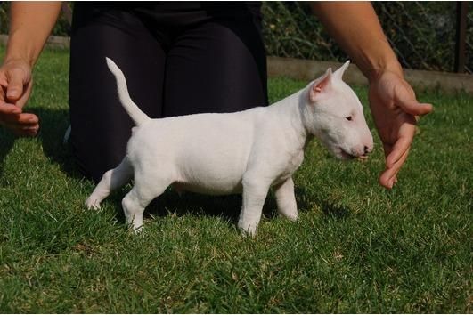 bullterrier de Primera Calidad y con garantia por enfermedad,