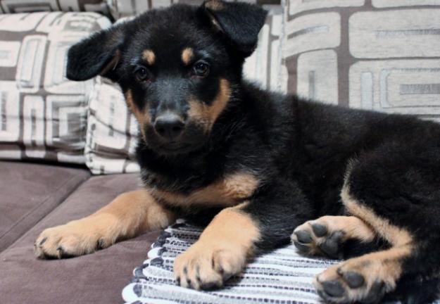 Cachorros de pastor aleman en venta