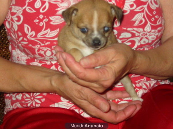 Chihuahuas de bolsillo,cachorros,pedigree.600 Eur.