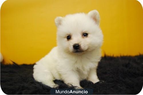 Disponemos de camada Pomerania en color blanco