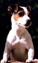 Fantastiscos cachorros de Jack russell