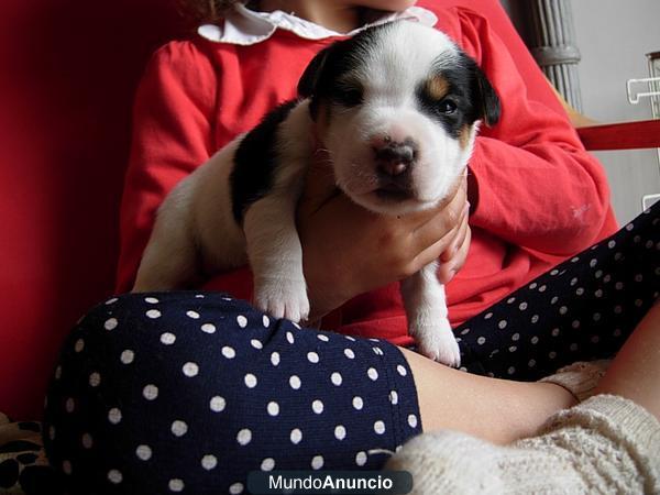 jack russell cachorros