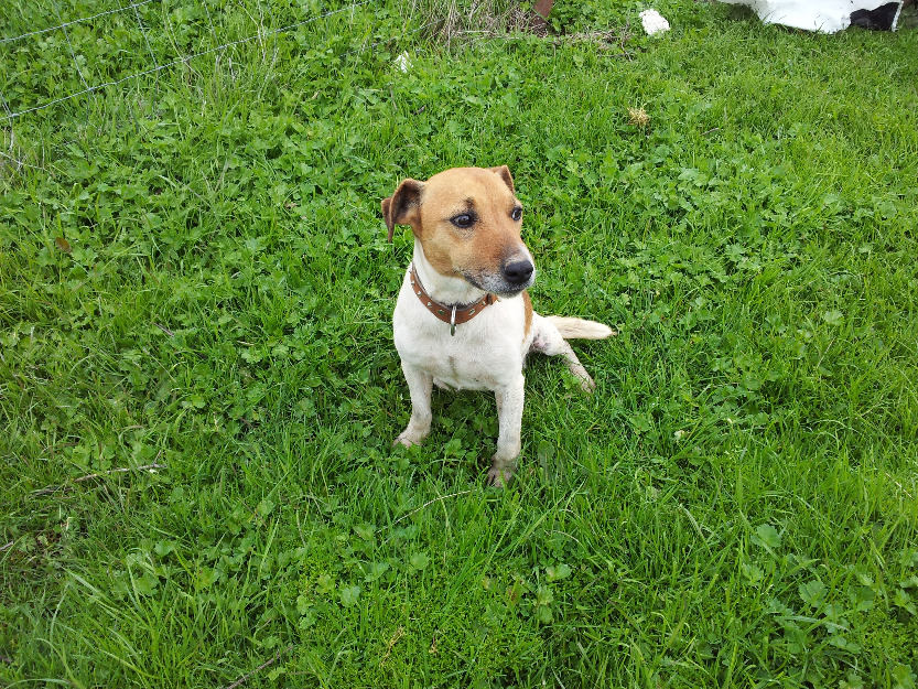 Jack russell terrier de competicion