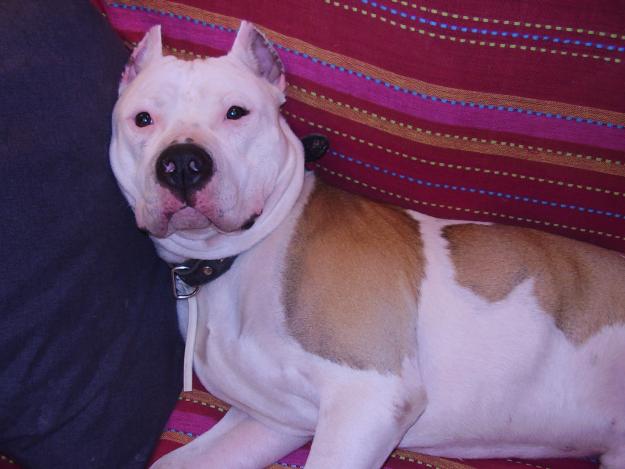 MACHO PITBULL BUSCA HEMBRA PARA MONTA