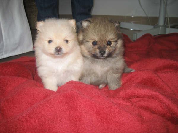 particular vende  2 ultimos cachorrines puros y autenticos lulu  de pomerania enanisimo 39