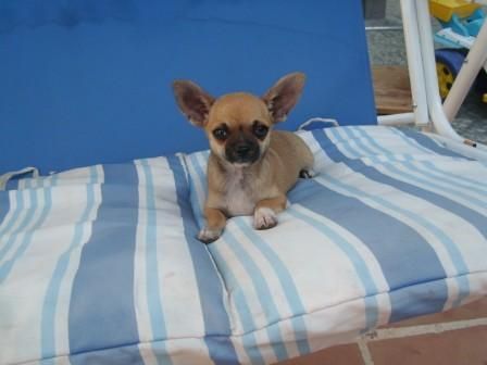 precioso chihuahua con loe de la rsce