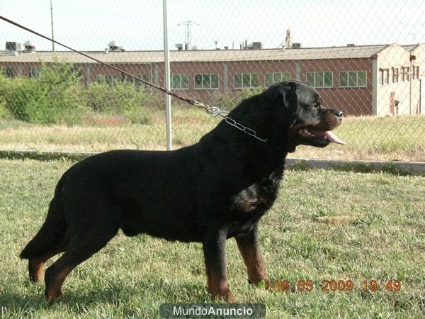 rottweiler varias camadas disponibles