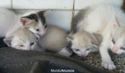 SE REGALAN GATITOS BLANCOS Y GRISES, SIAMESES CRUCE(YA COMEN SOLOS) 1 MES APROX,TLF 655208255 - mejor precio | unprecio.es