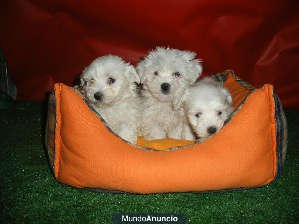 Tu oportunidad, cachorros Bichon Maltes a buen precio