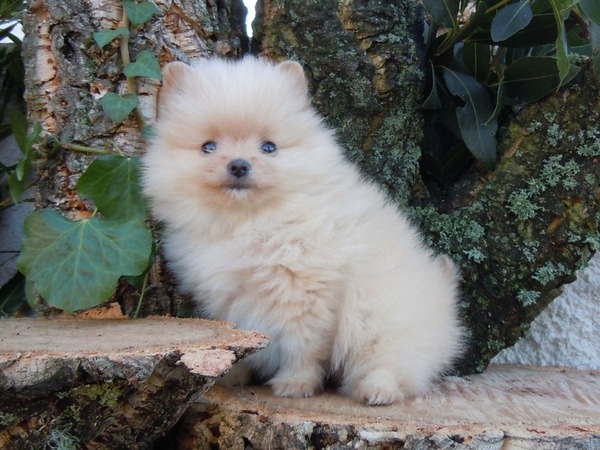 Pomerania Línea Americana y Europea disponibles