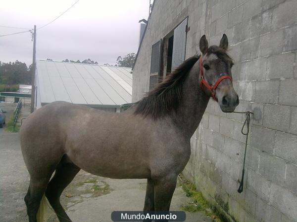 Se vende caballo 50% Español